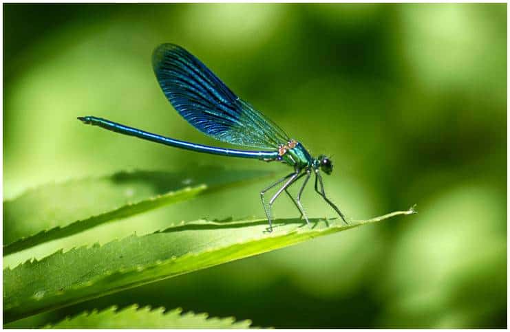 dragonfly-spiritual-meaning-myths-dream-interpretation-insight