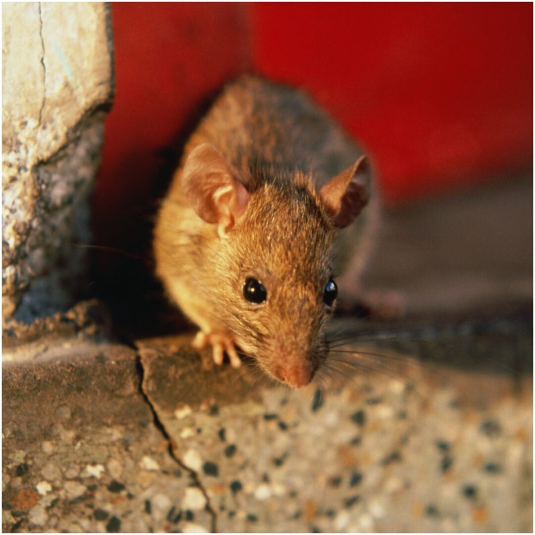 spiritual-meaning-of-rats-in-dreams-insight-state