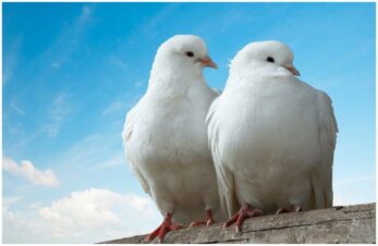 Spiritual Meaning of a Pair of Doves + 10 Interesting Facts - Insight state