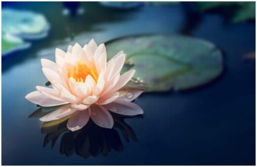 what-is-the-significance-of-the-lotus-what-does-the-lotus-mean