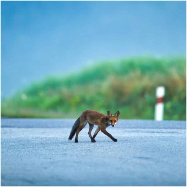 spiritual-meaning-of-fox-crossing-your-path