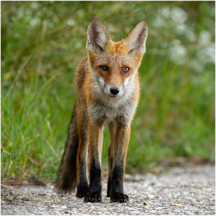 spiritual-meaning-of-fox-crossing-your-path-dream-interpretation