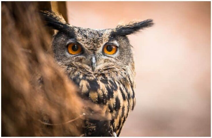 Spiritual Meaning Of Birds Singing At Night Owl, Raven