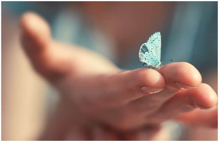  Spiritual Meaning Of Butterfly Landing On You Superstitions Dream 