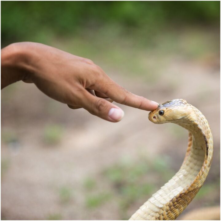 spiritual-meaning-of-snake-bite-in-a-dream-snake-photos-pretty