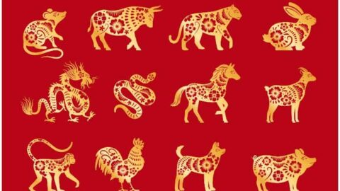 Chinese Zodiac - 12 Animal Signs With Their Meanings - Insight state