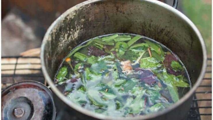 Ayahuasca Effects, Hazards & Warnings