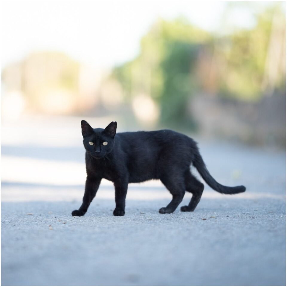 spiritual-meaning-of-black-cat-crossing-your-path-insight-state