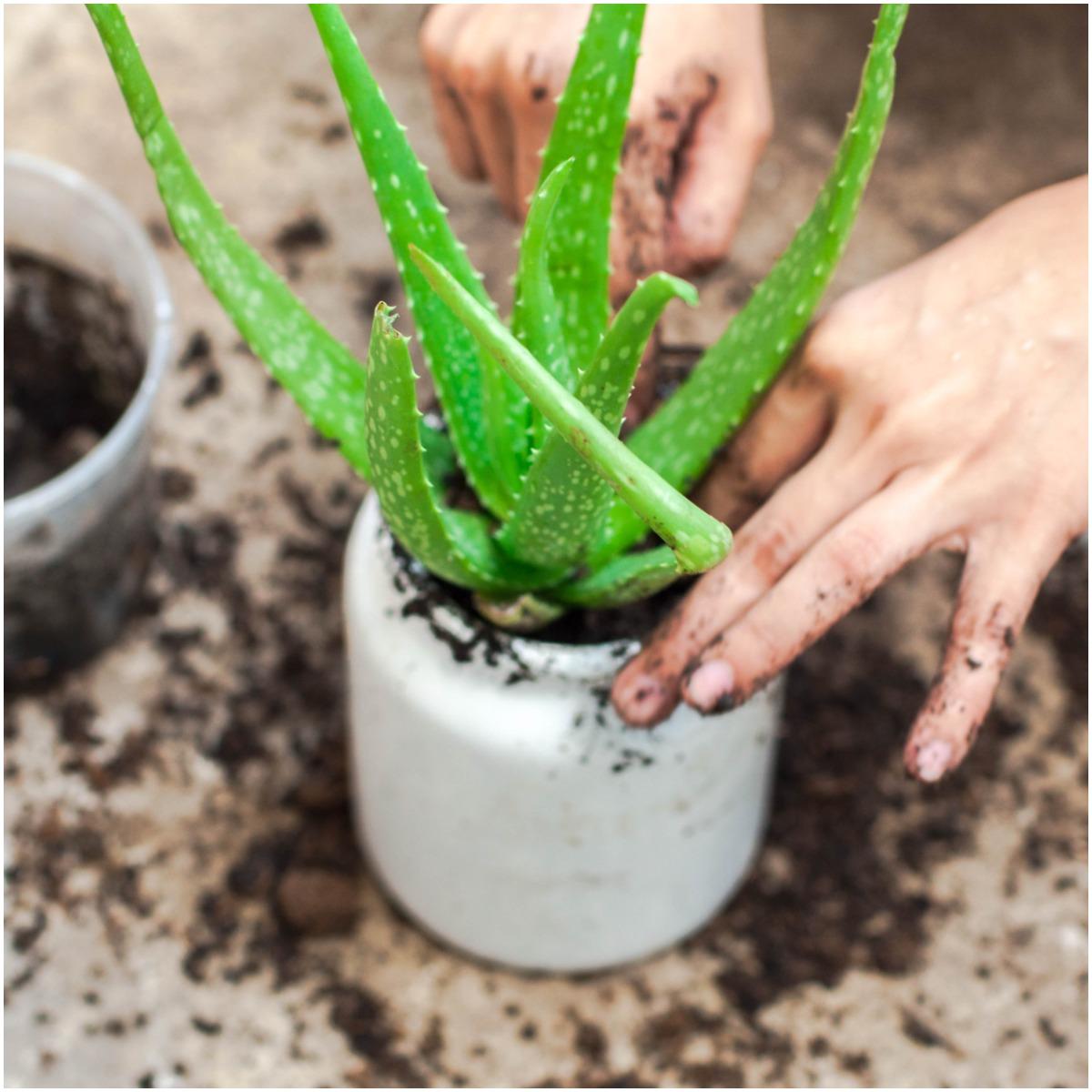 Aloe Vera Plant That Create Positive Energy In Your Home