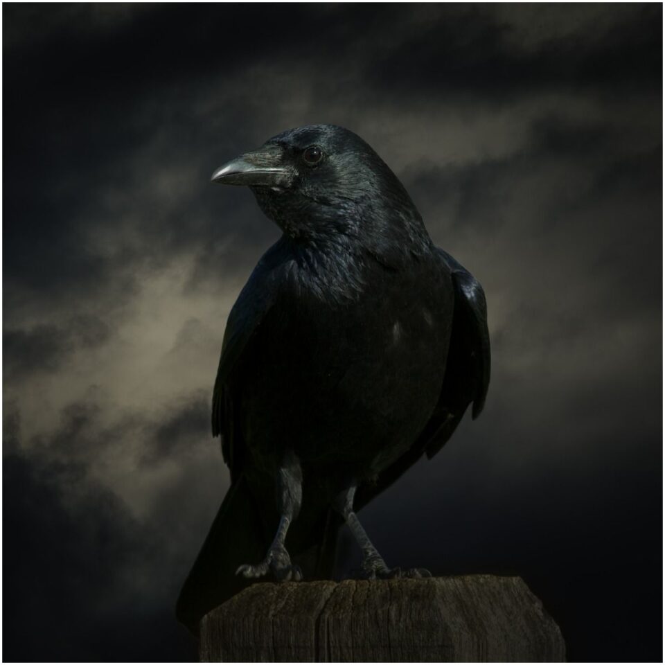 what-is-the-spiritual-meaning-of-seeing-crows-myths-dream