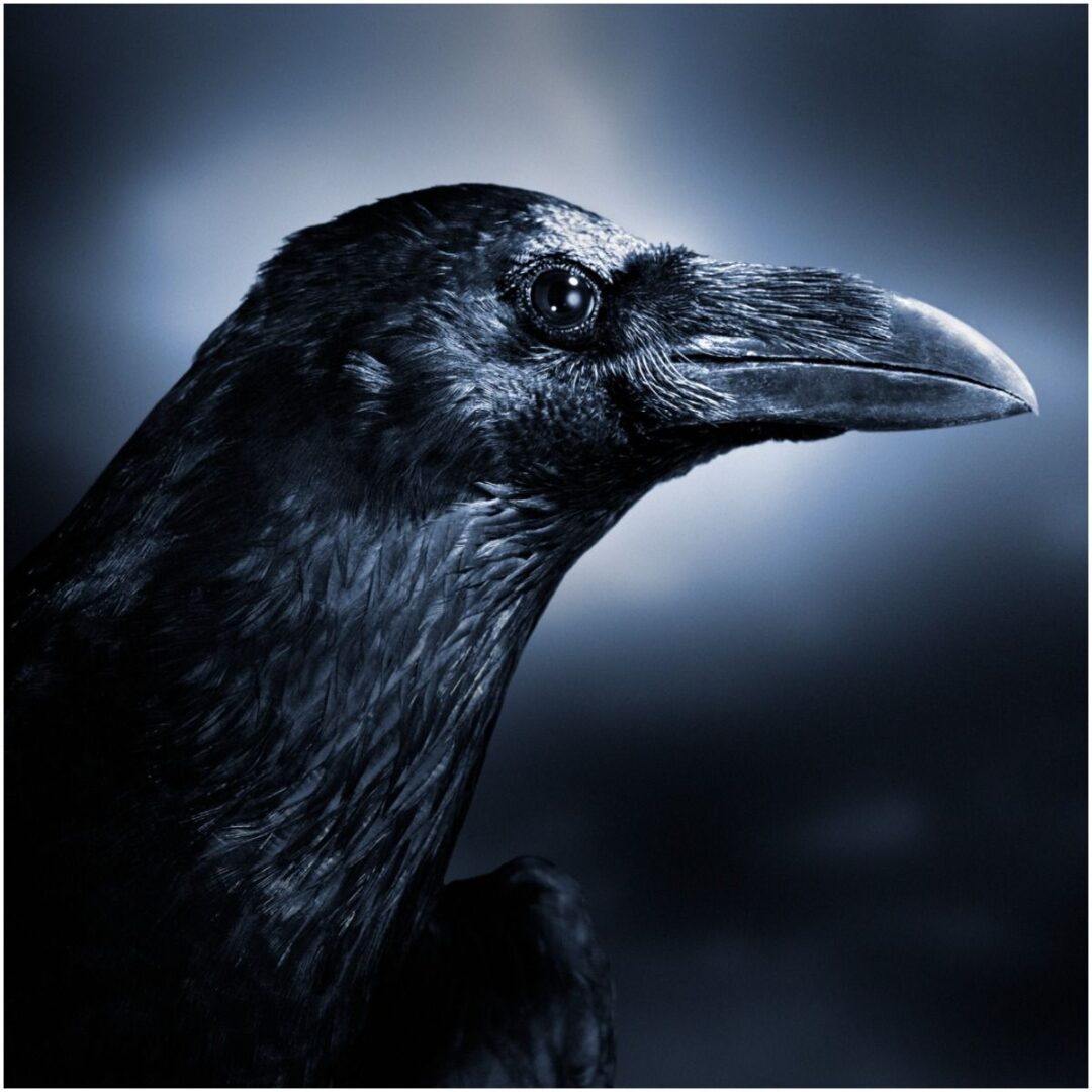 what-is-the-spiritual-meaning-of-seeing-crows-myths-dream