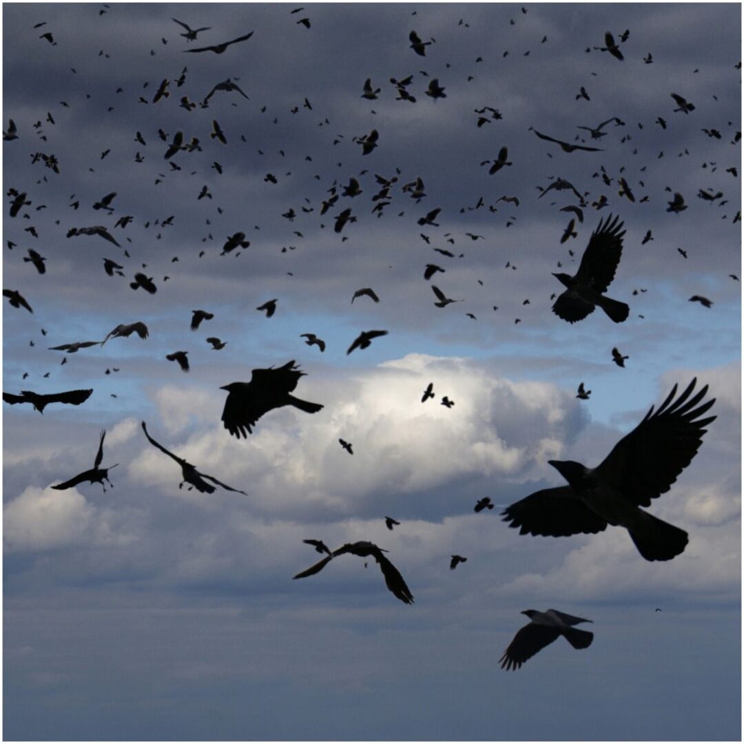 what-is-the-spiritual-meaning-of-seeing-crows-myths-dream