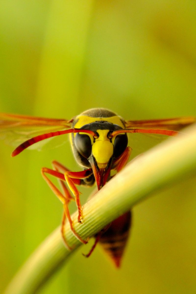 Wasp Spiritual Meaning