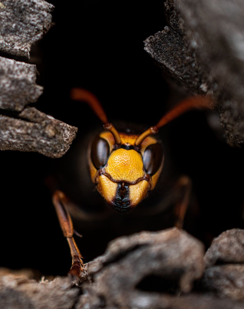 Wasp Spiritual Meaning