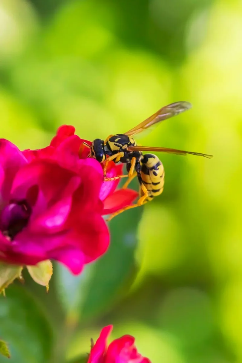 Wasp Spiritual Meaning