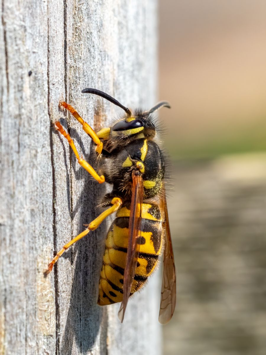 Wasp Spiritual Meaning