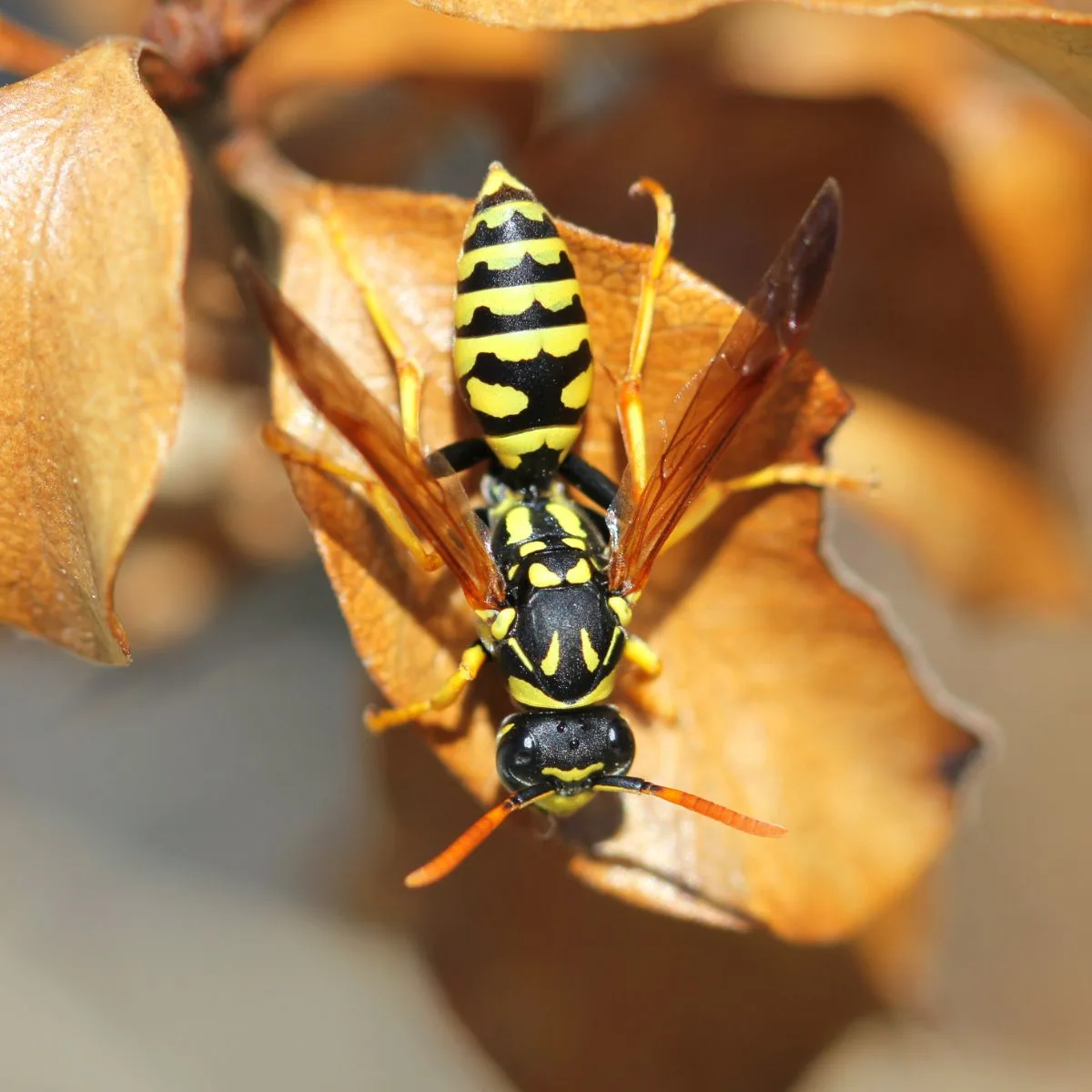 Wasp Spiritual Meaning