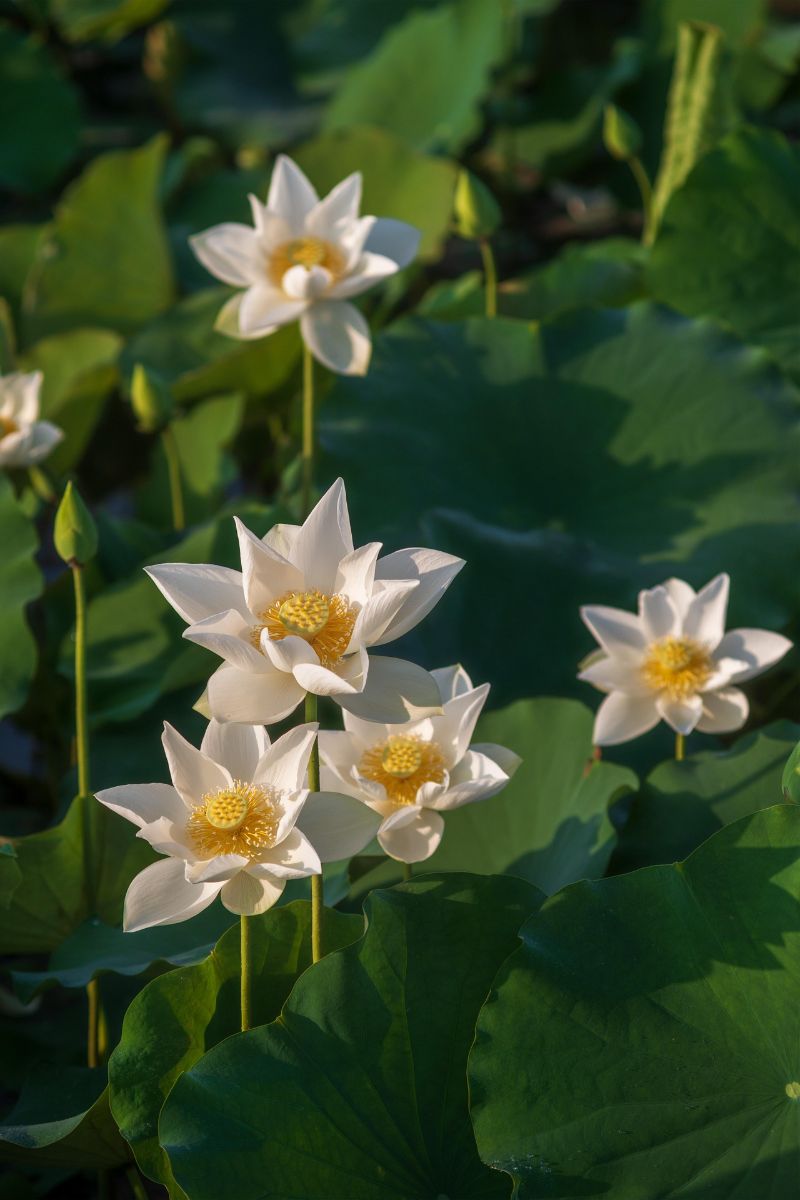 Lotus Flower in Buddhism - Spiritual Meaning