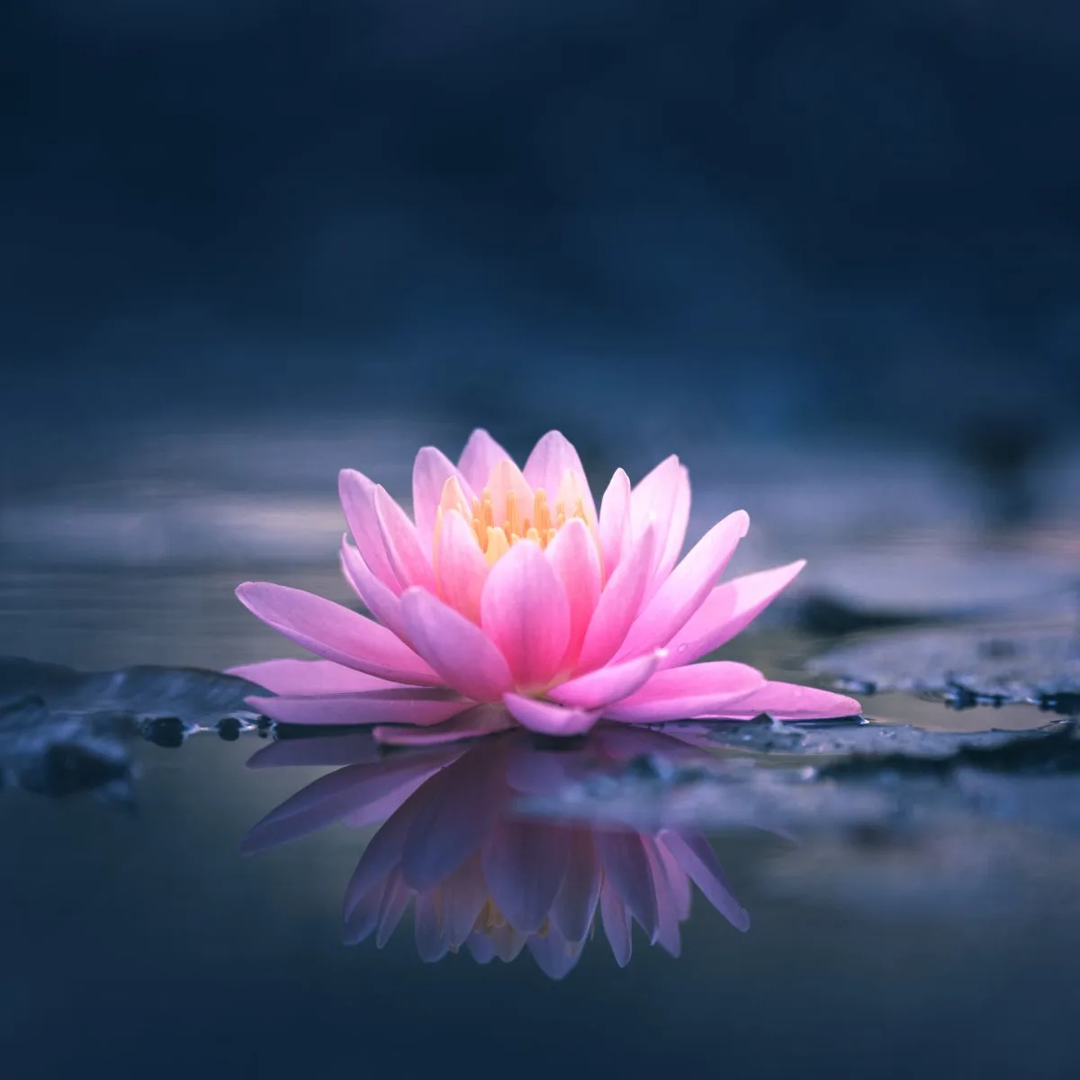 Lotus Flower in Buddhism - Spiritual Meaning