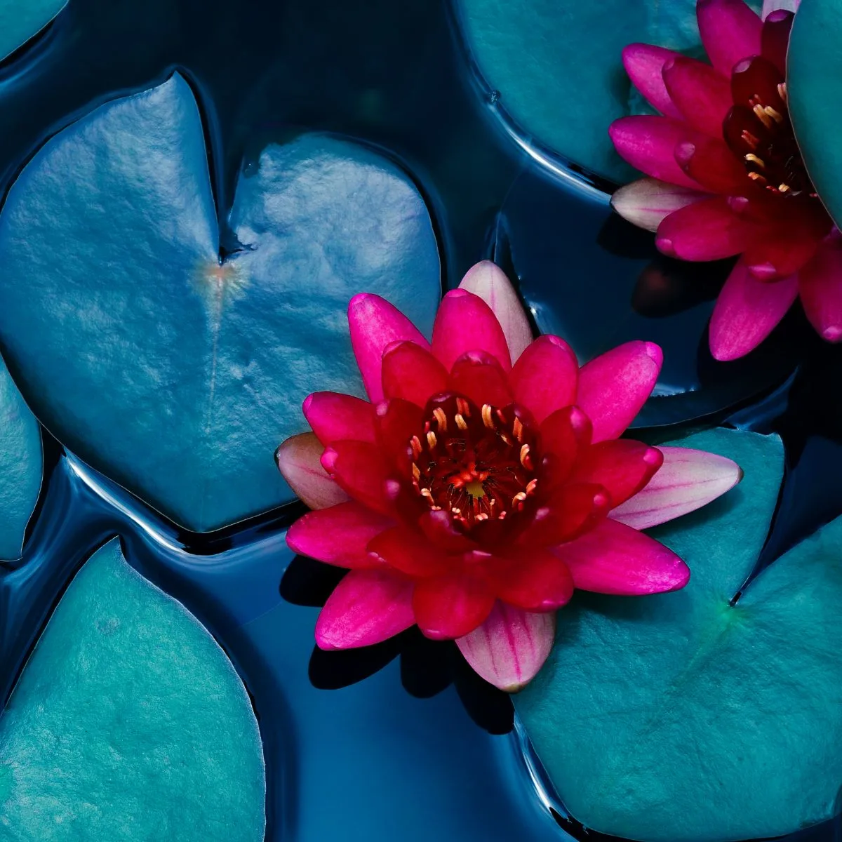 Lotus Flower in Buddhism - Spiritual Meaning