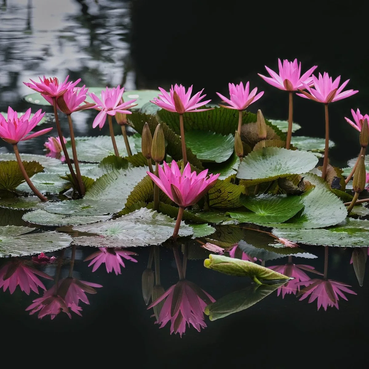 Lotus Flower in Buddhism - Spiritual Meaning