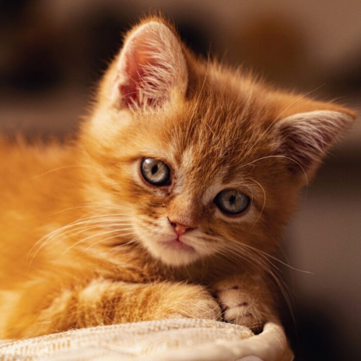 Orange Cats and Their Spiritual Meaning - Insight state