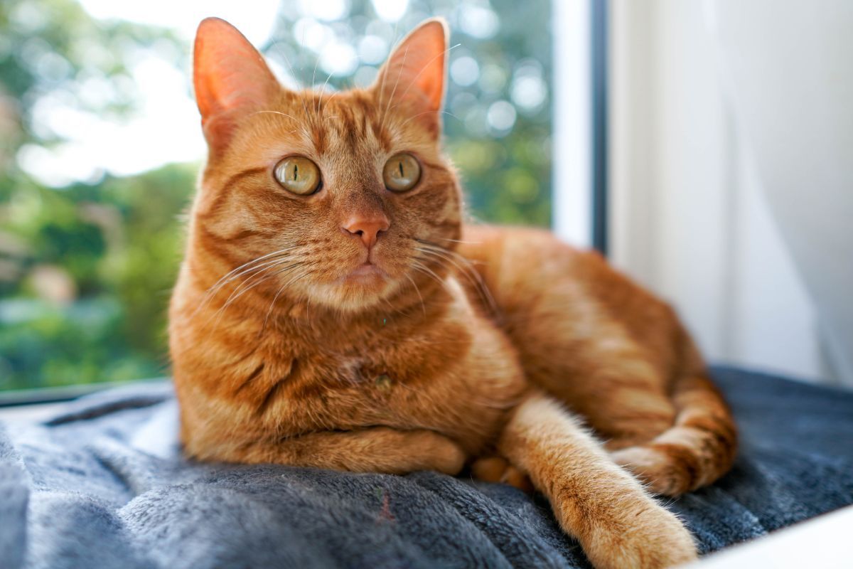 orange-cats-and-their-spiritual-meaning-insight-state