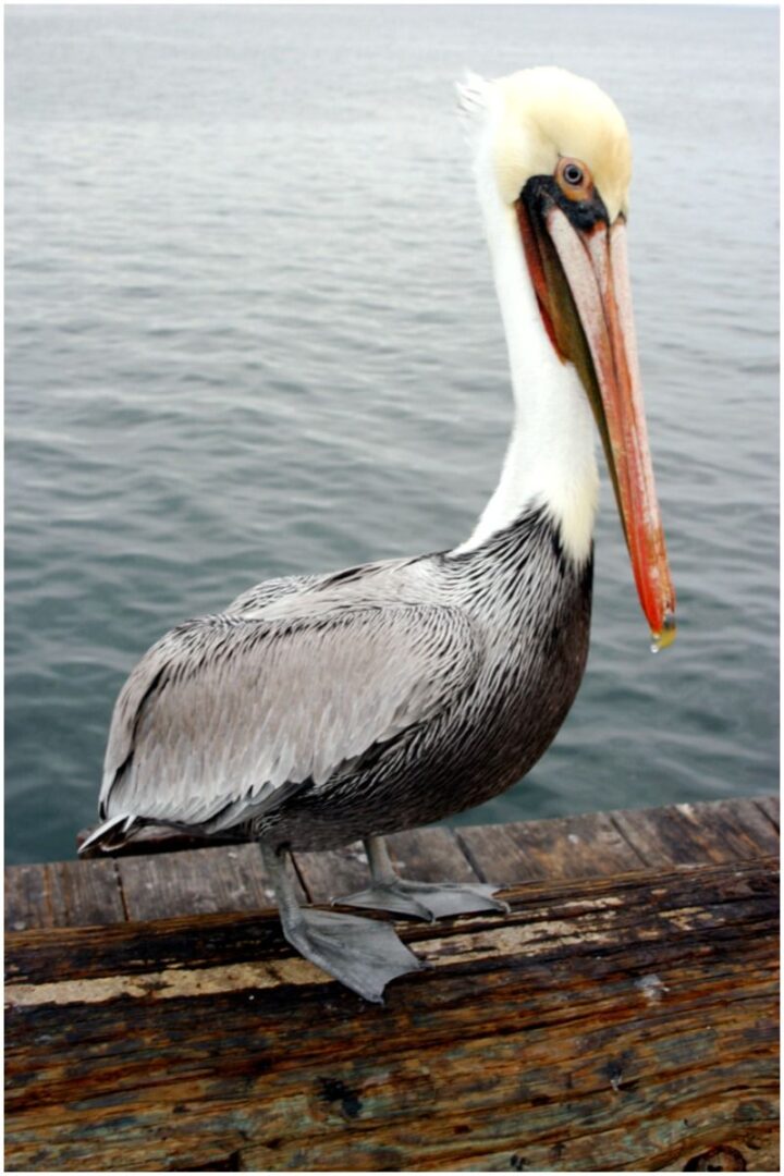 Pelican spiritual meaning - Insight state