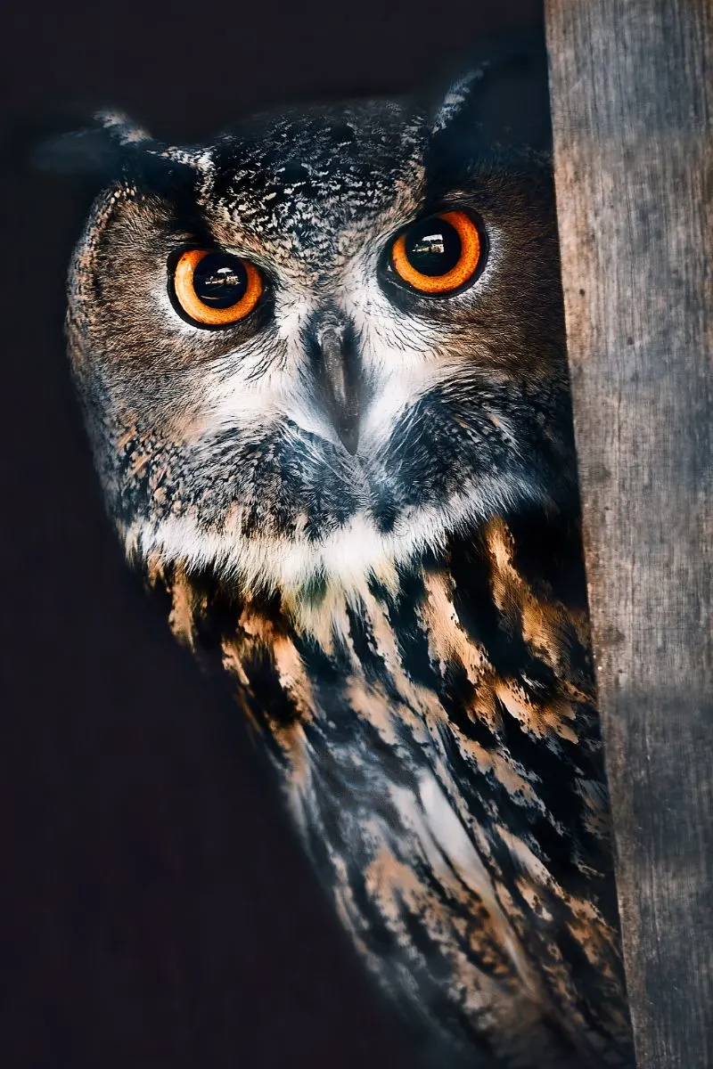 Owl Hooting At Night Spiritual Meaning