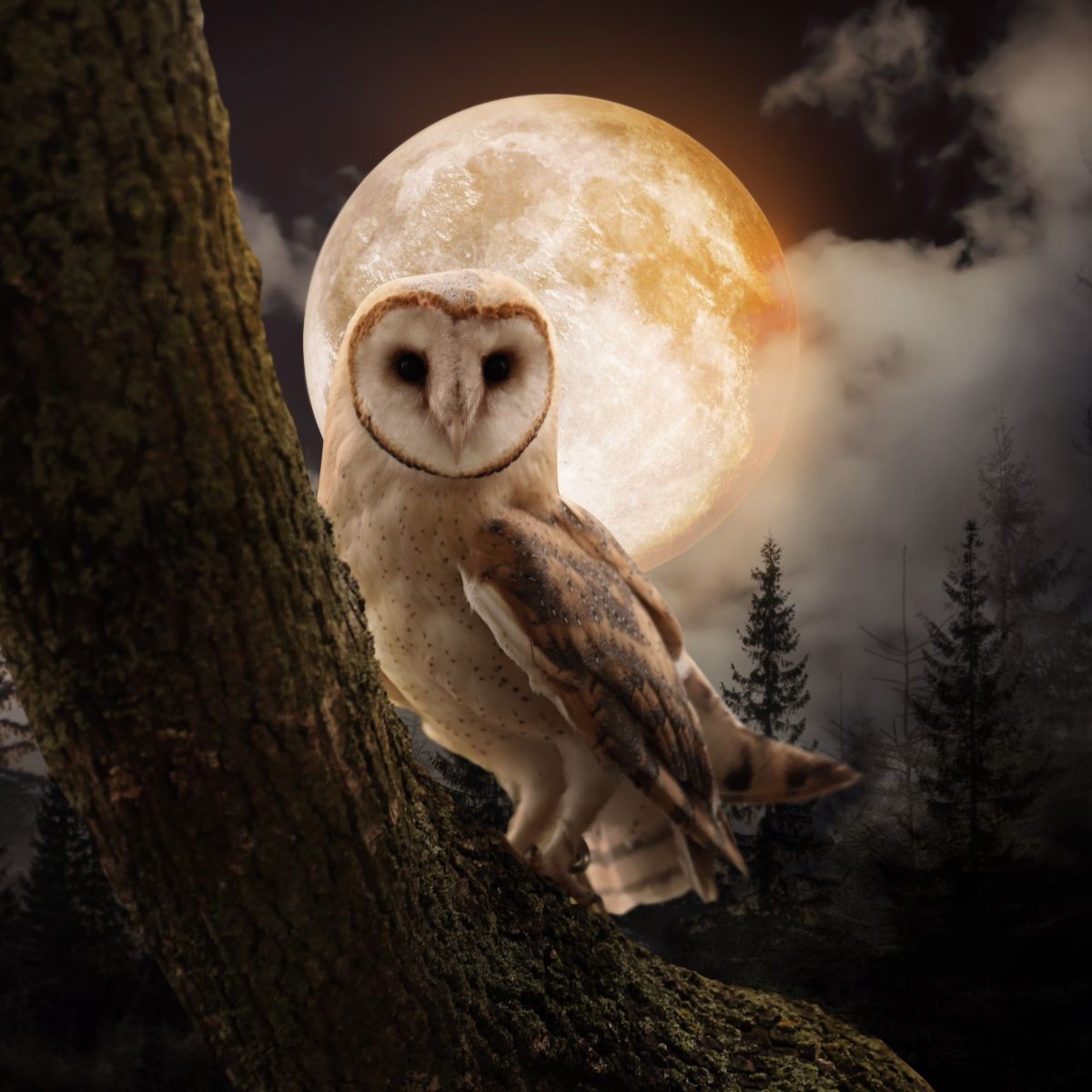 Owl Hooting At Night Spiritual Meaning