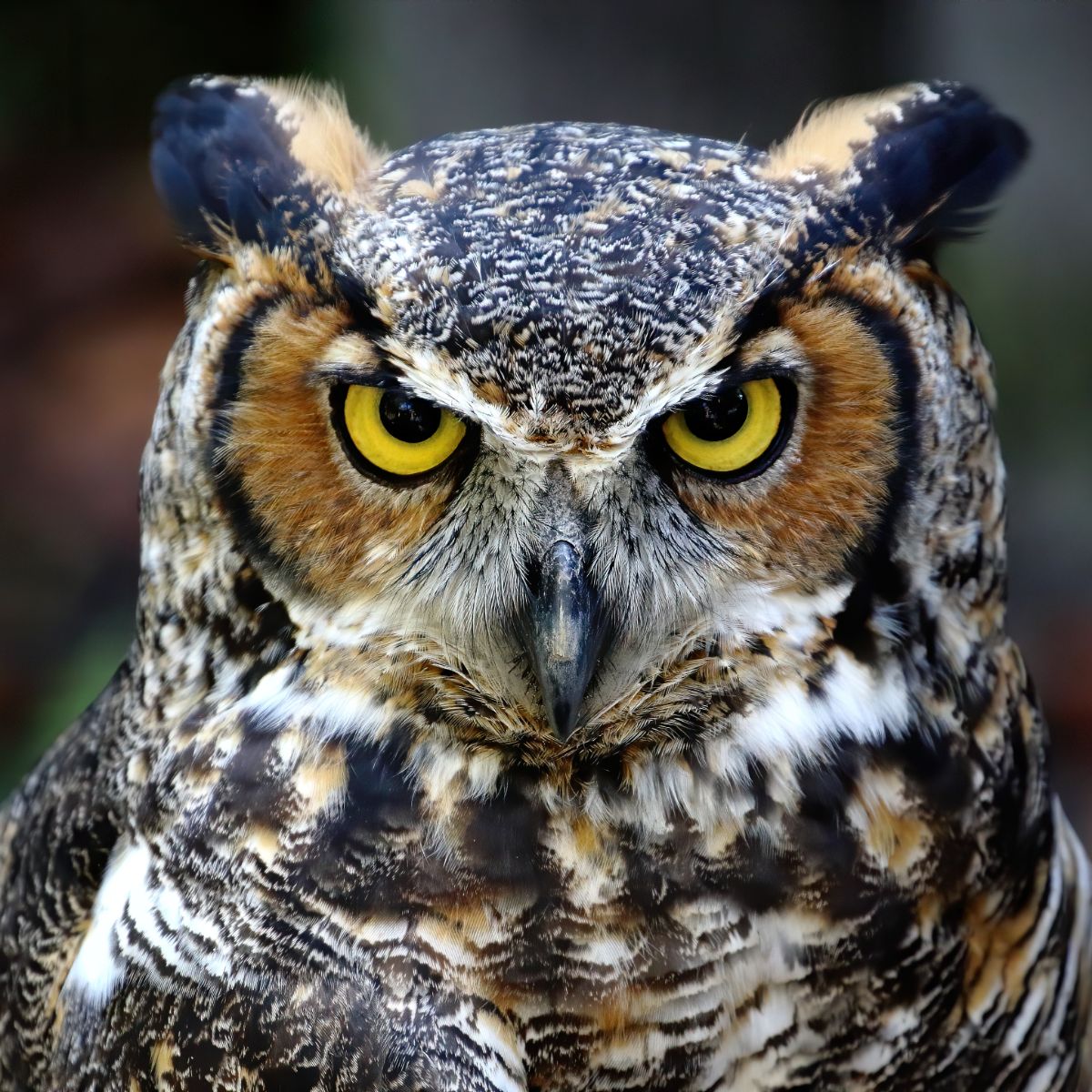 Owl Hooting At Night Spiritual Meaning