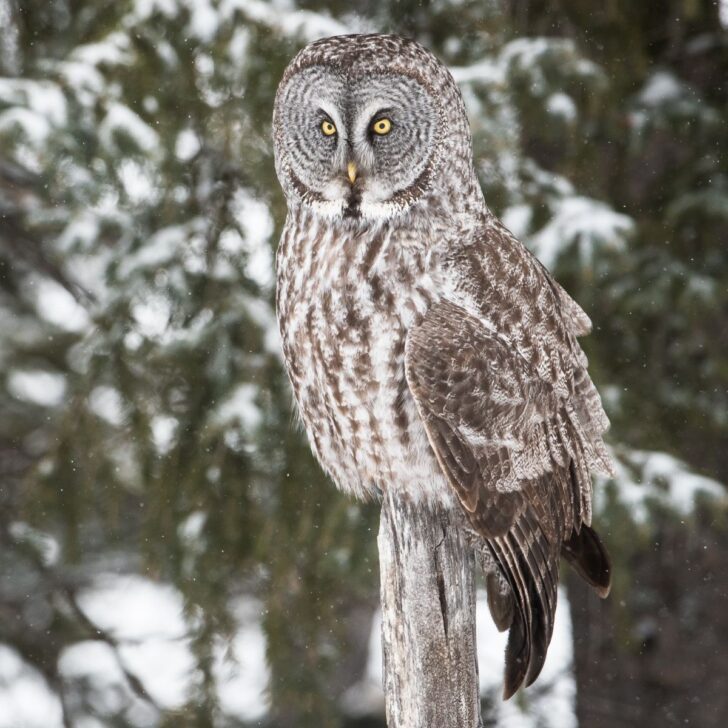 Owl Hooting At Night Spiritual Meaning - Insight state