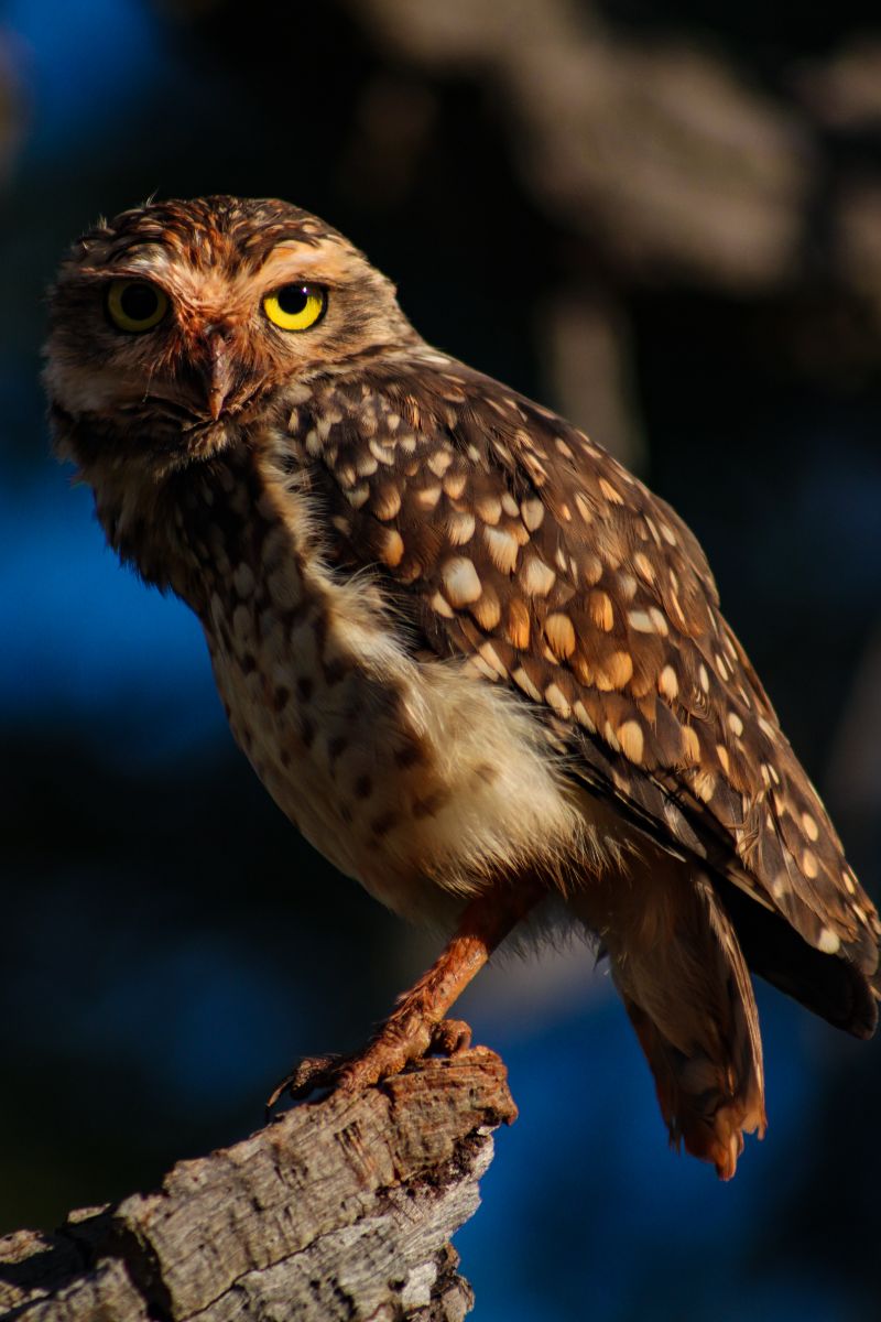 Owl Hooting At Night Spiritual Meaning