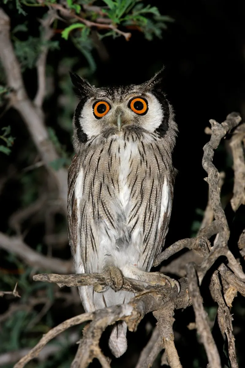 Owl Hooting At Night Spiritual Meaning