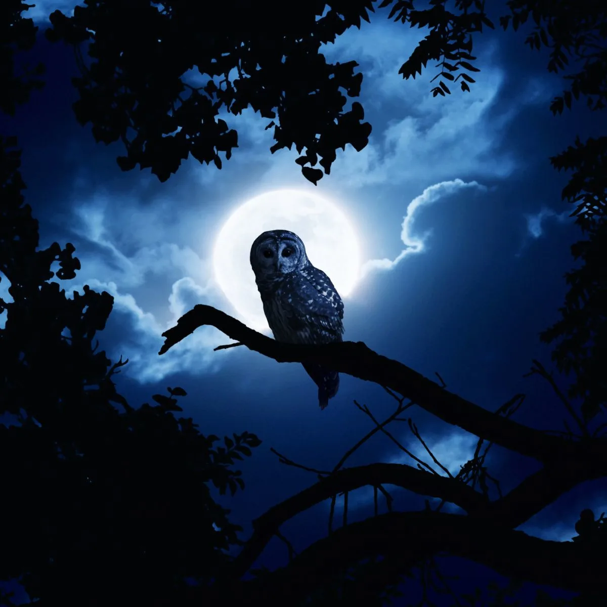 Owl Hooting At Night Spiritual Meaning