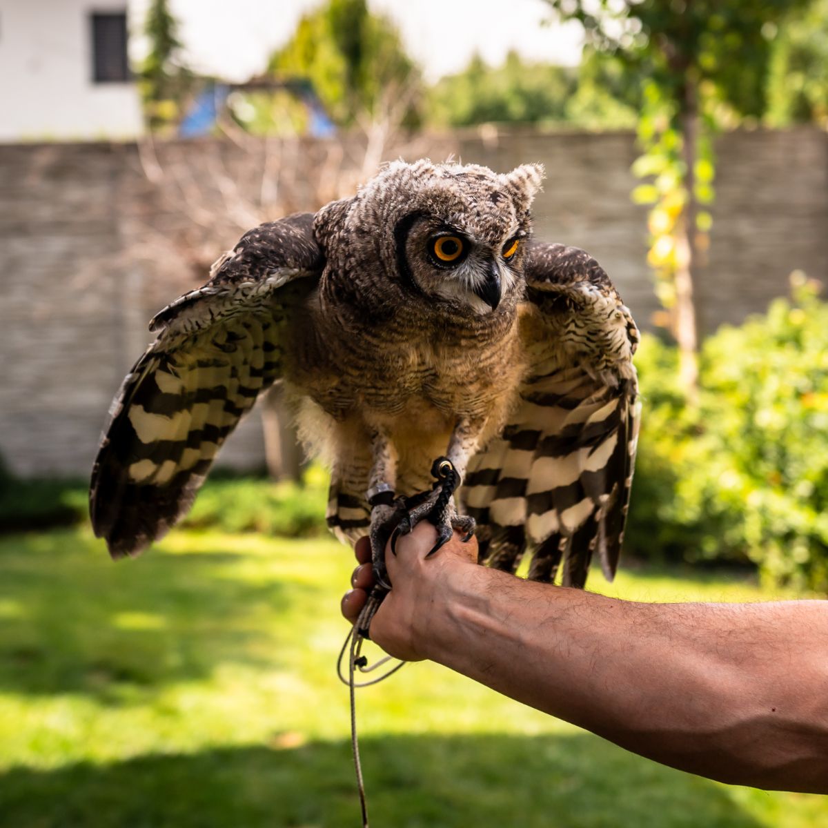 Owl Hooting At Night Spiritual Meaning