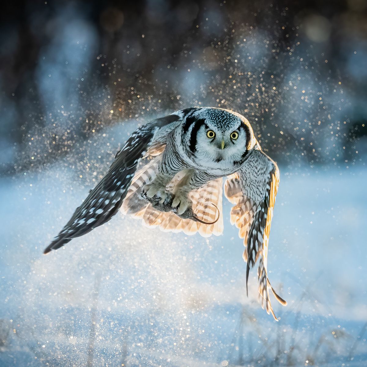 Owl Hooting At Night Spiritual Meaning