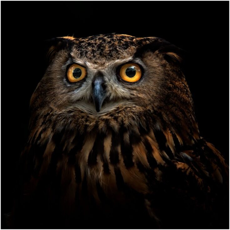 Owl hooting at night spiritual meaning - Insight state