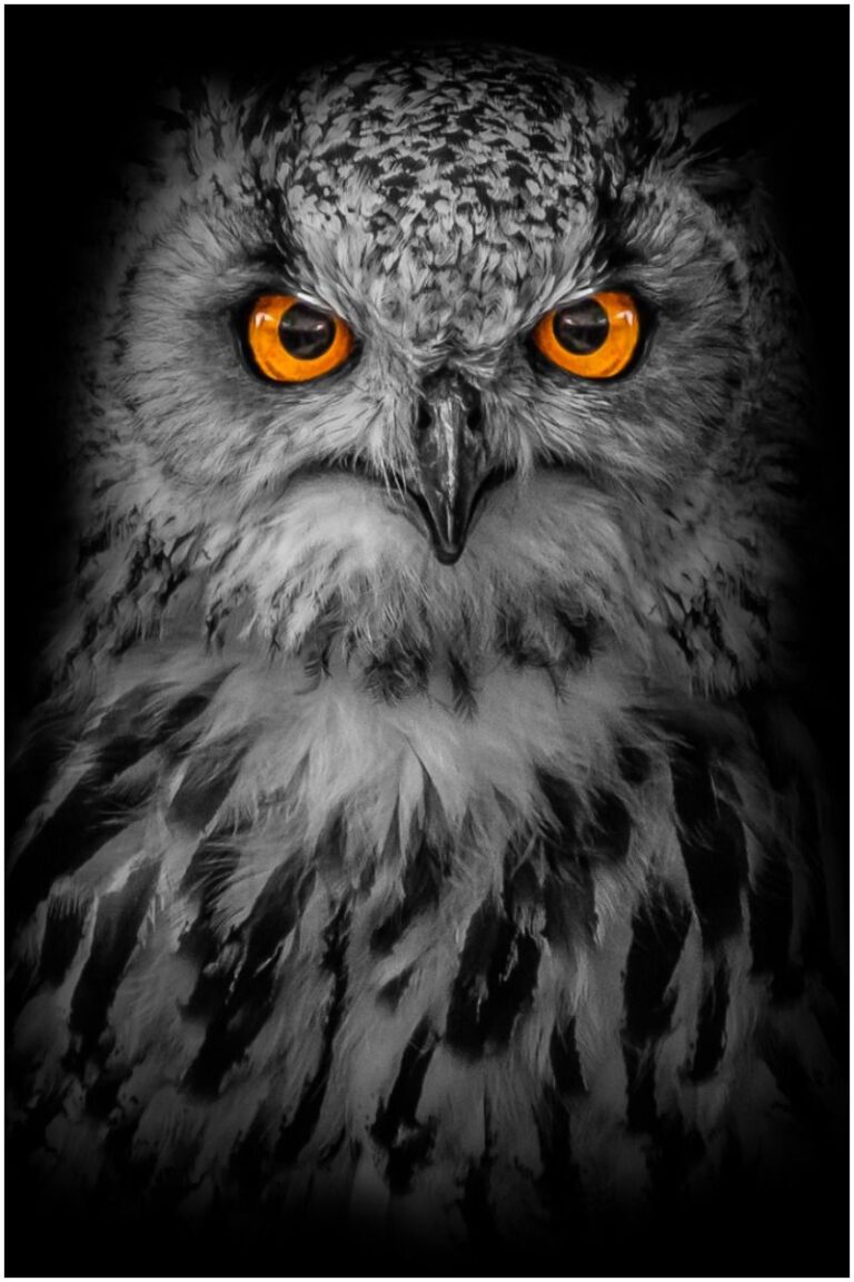 owl-hooting-at-night-spiritual-meaning-insight-state