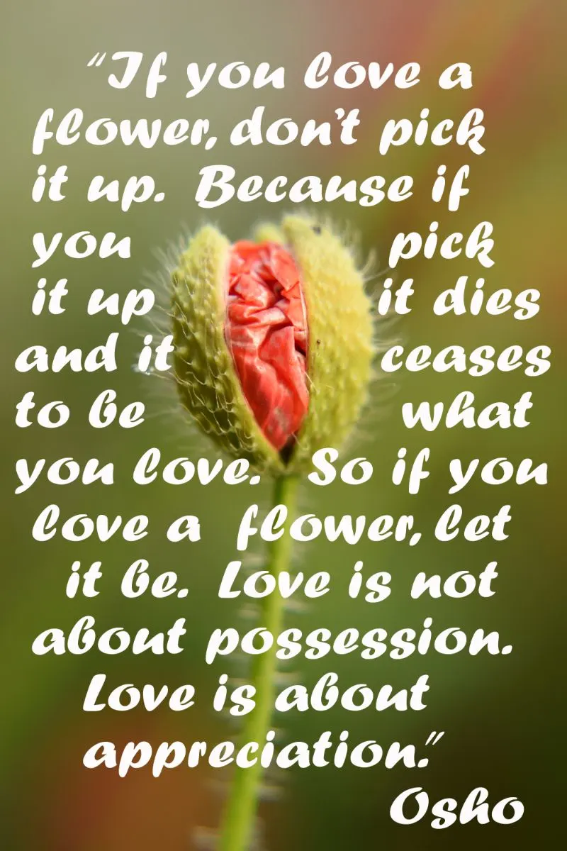 Sri Chinmoy quote: Human love wants to possess and be possessed by the