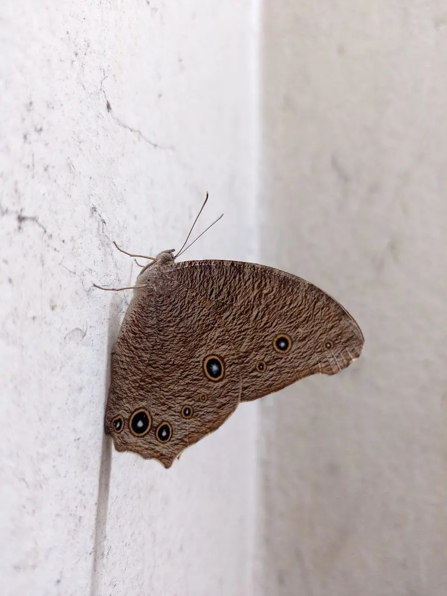 Brown Moth Spiritual Meaning