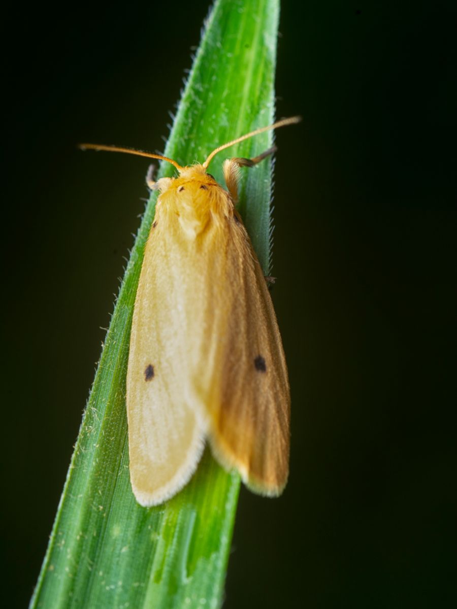 Brown Moth Spiritual Meaning