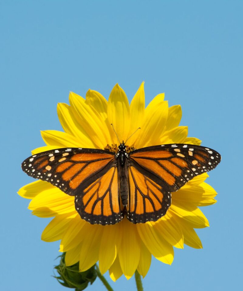 Monarch Butterfly Spiritual Meaning - Insight State