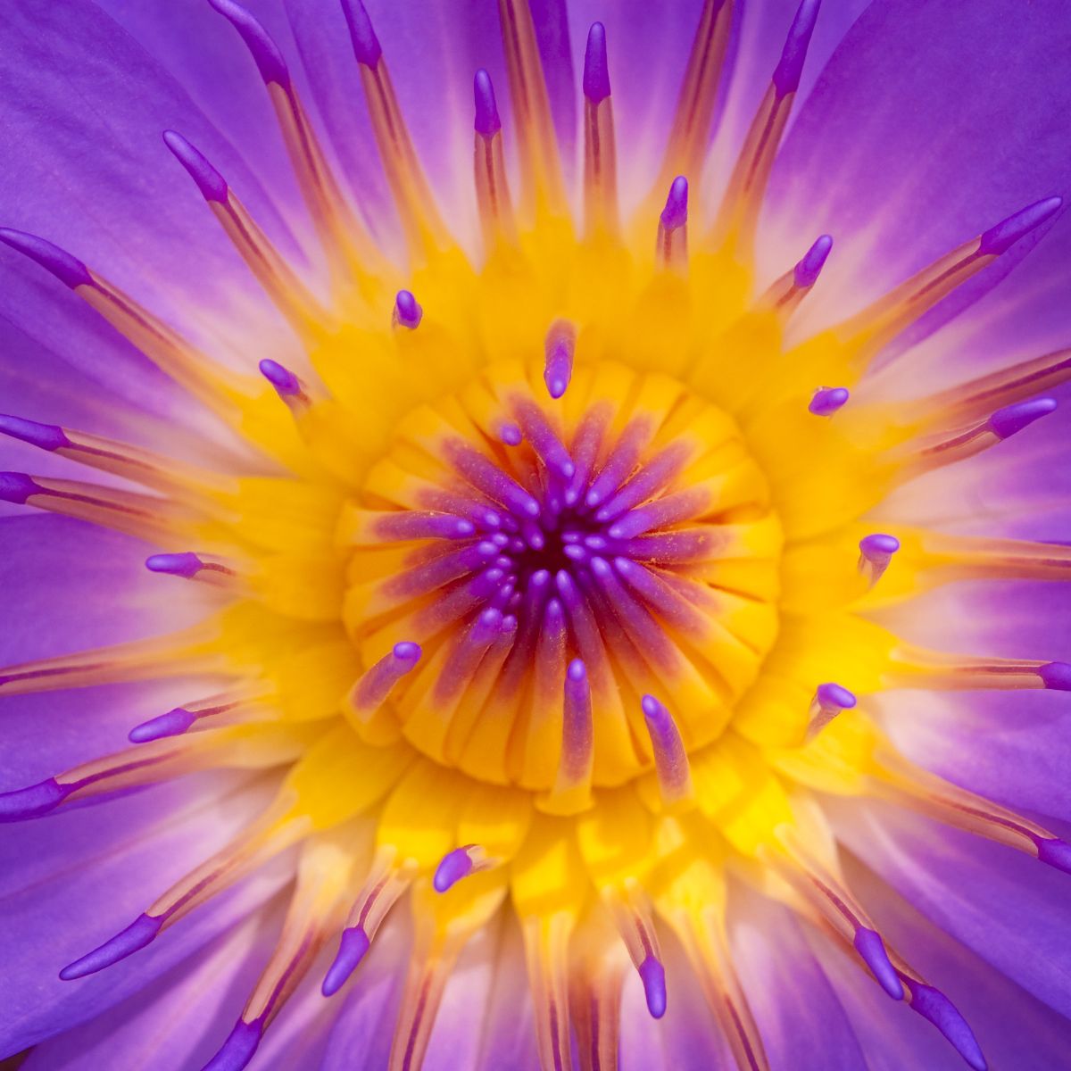 Purple Spiritual Meaning