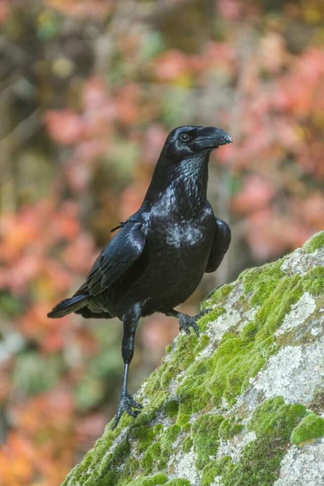 Single Black Crow - Meaning And Symbolism - Insight state