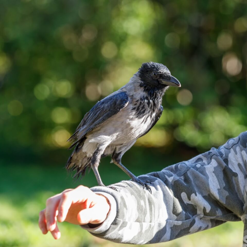 Single Black Crow - Meaning And Symbolism - Insight state