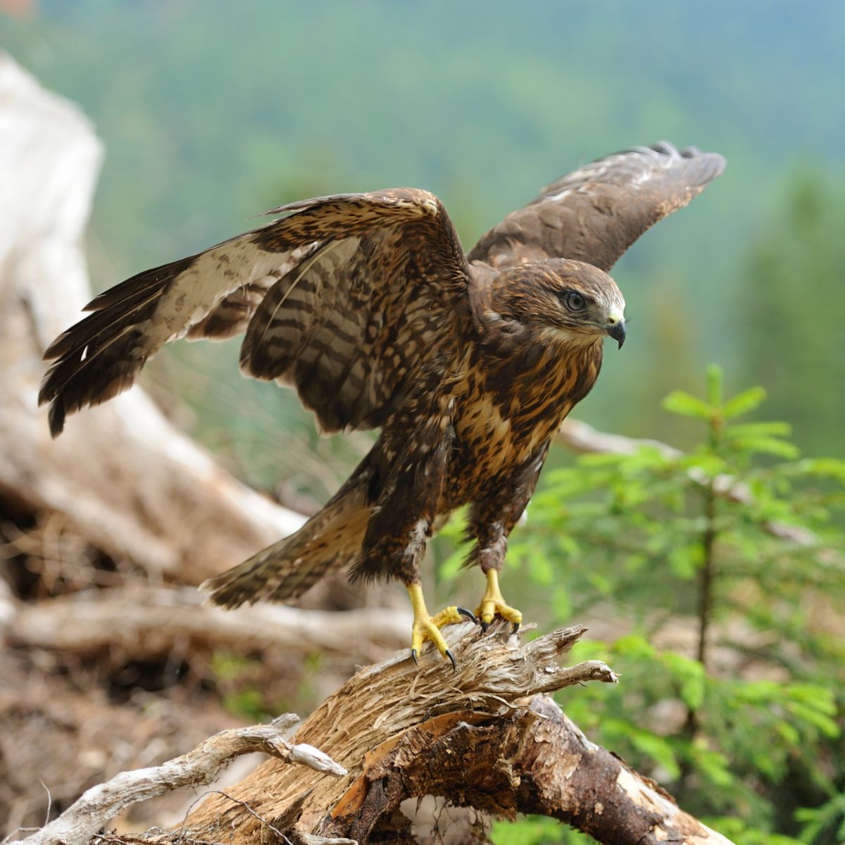 Spiritual Meaning Of A Hawk Flying Over You