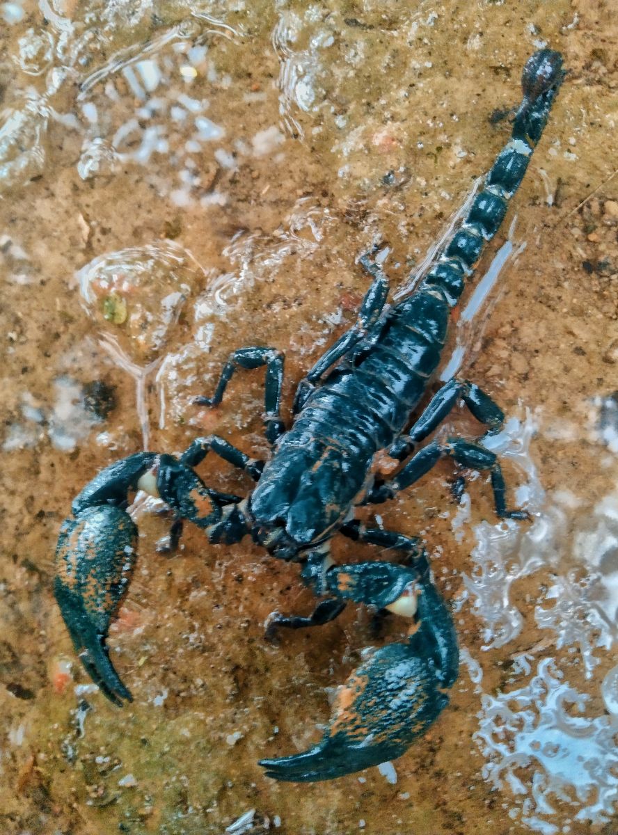 Spiritual Meaning Of Scorpion In Dreams