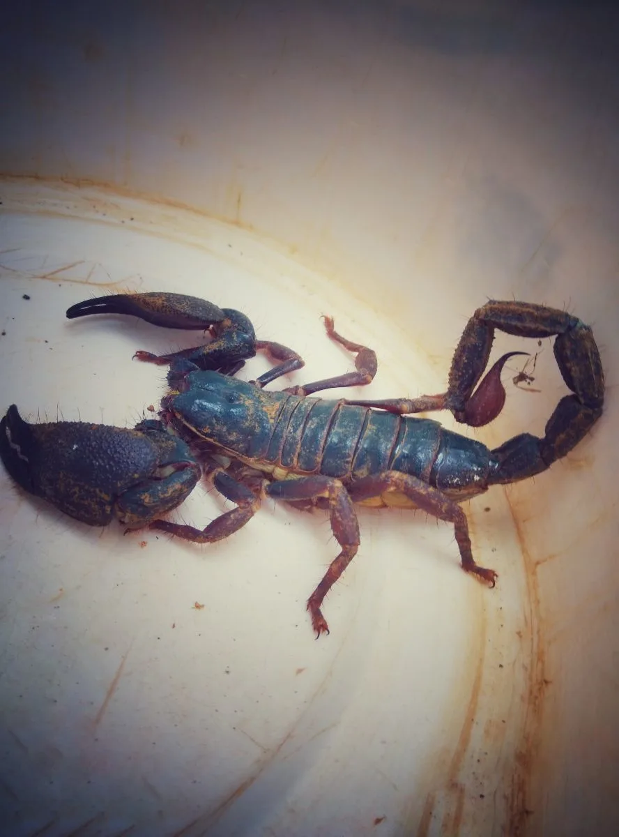 Spiritual Meaning Of Scorpion In Dreams