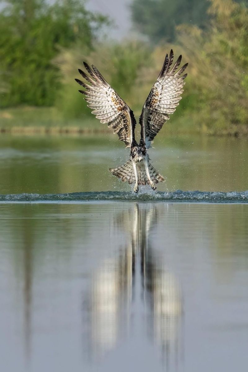 The Spiritual Meaning Of A Hawk Flying Over You